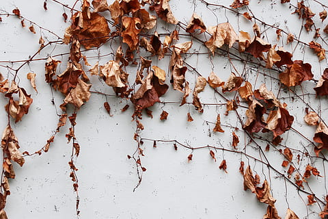 leaf, plant, tree, invertebrate, insect, animal, maple leaf HD wallpaper