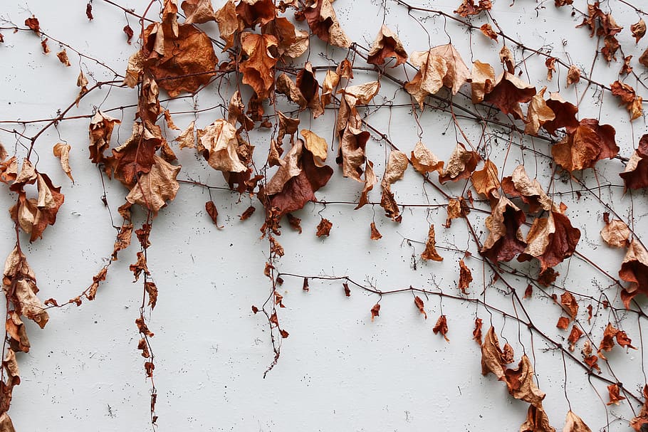 leaf, plant, tree, invertebrate, insect, animal, maple leaf HD wallpaper