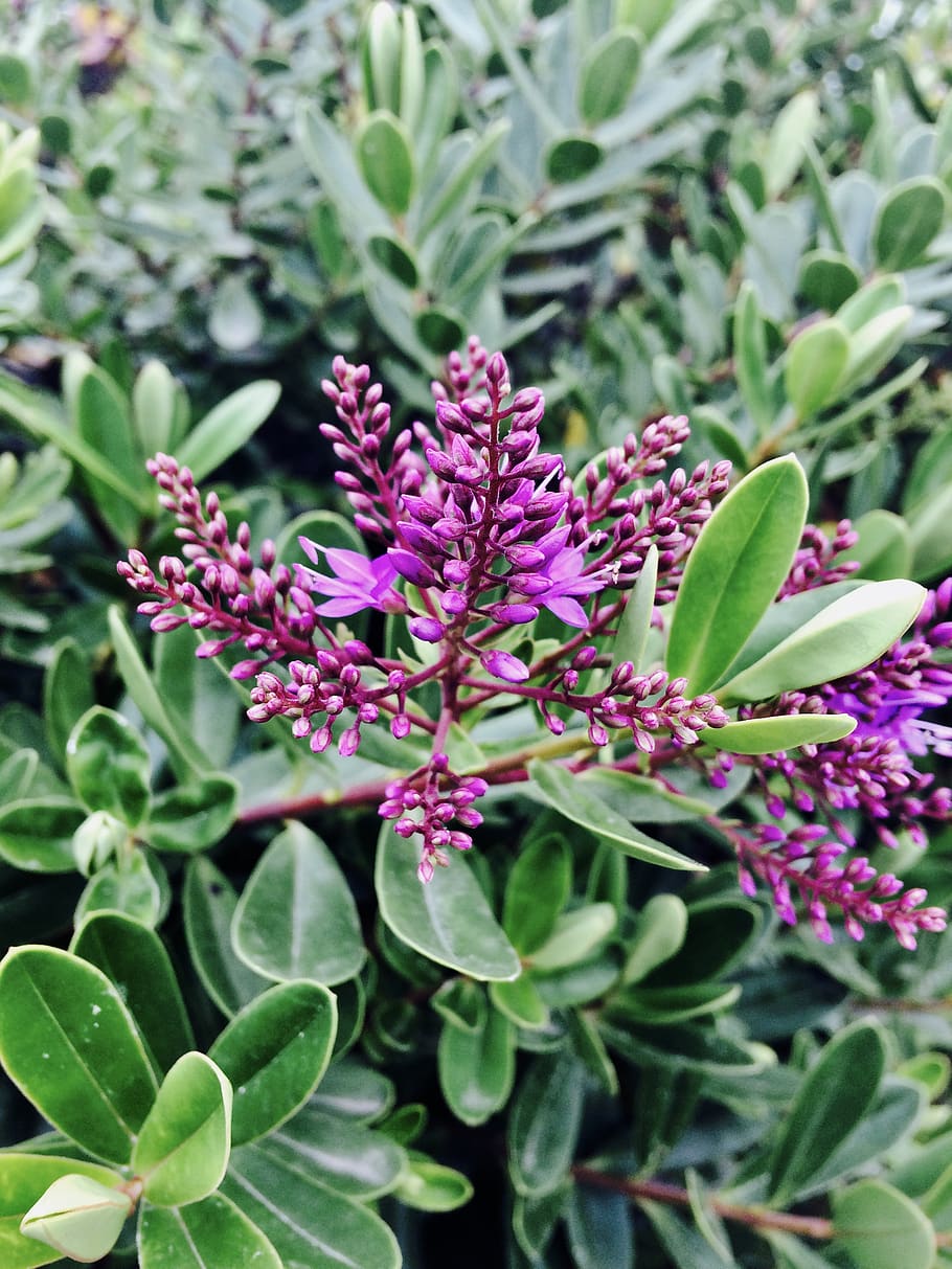 flower, growth, leaf, plant, plant part, beauty in nature, flowering plant HD wallpaper