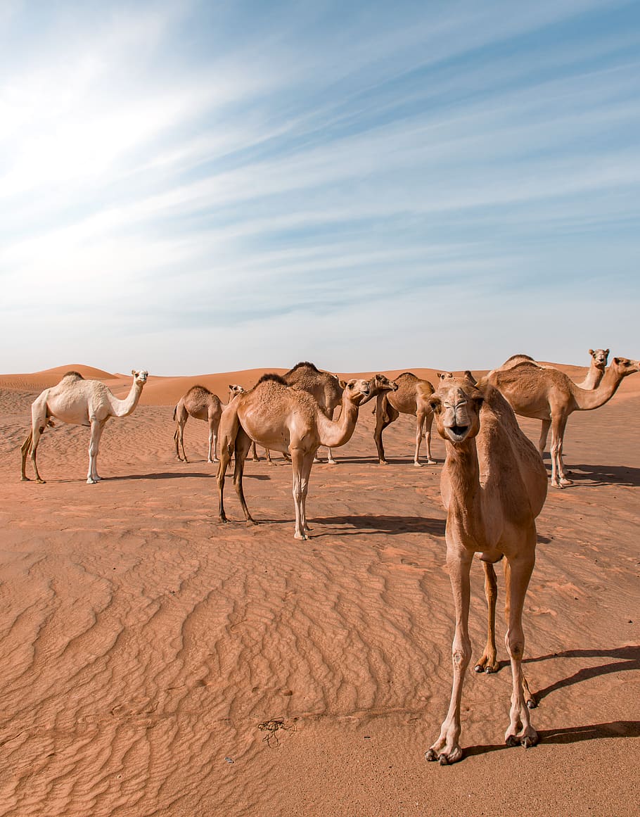 Bunch of Camels in Desert Dune, 4k wallpaper, abu dhabi, adventure, HD wallpaper