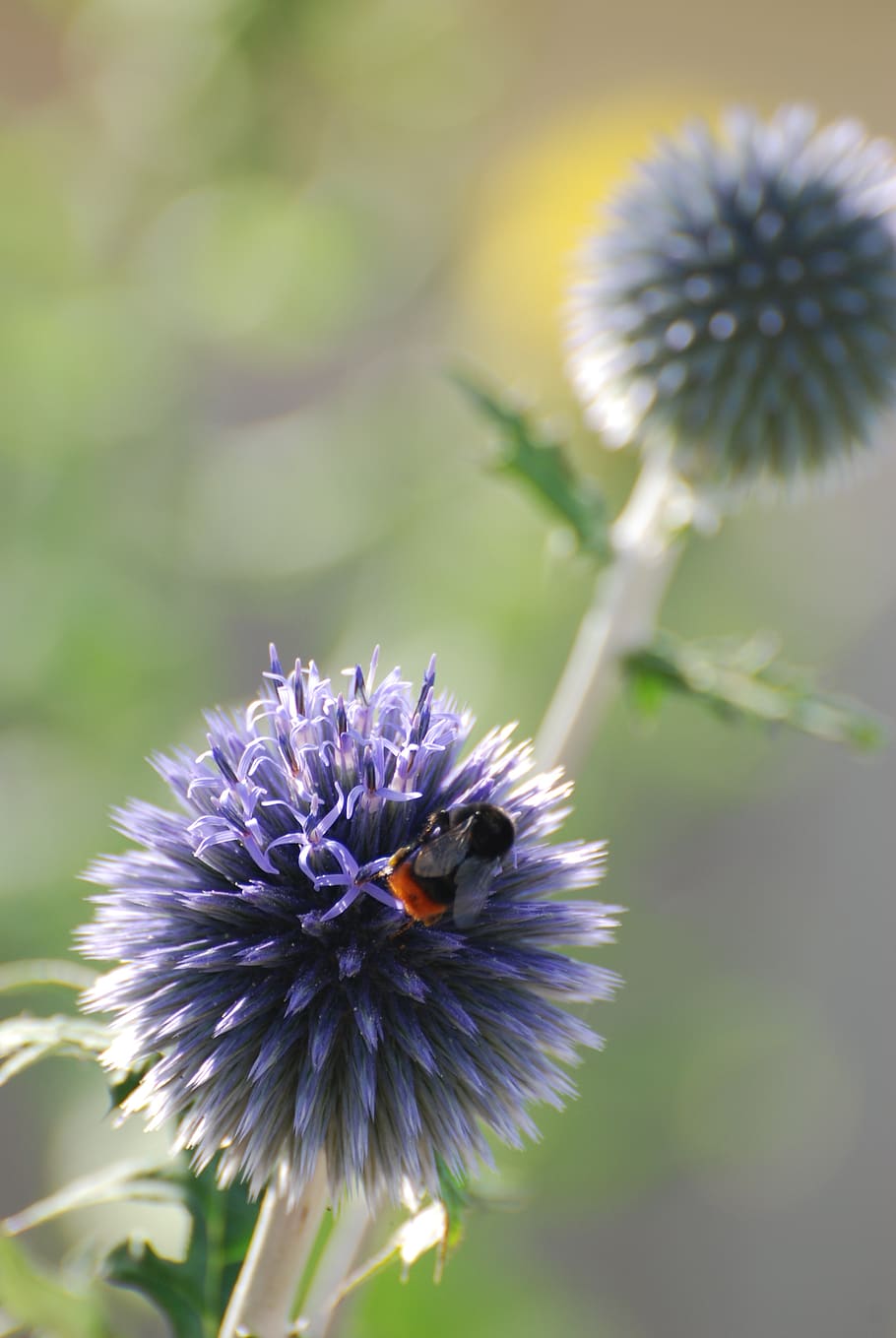 echinops, thistle, bee, flowering plant, beauty in nature, freshness HD wallpaper