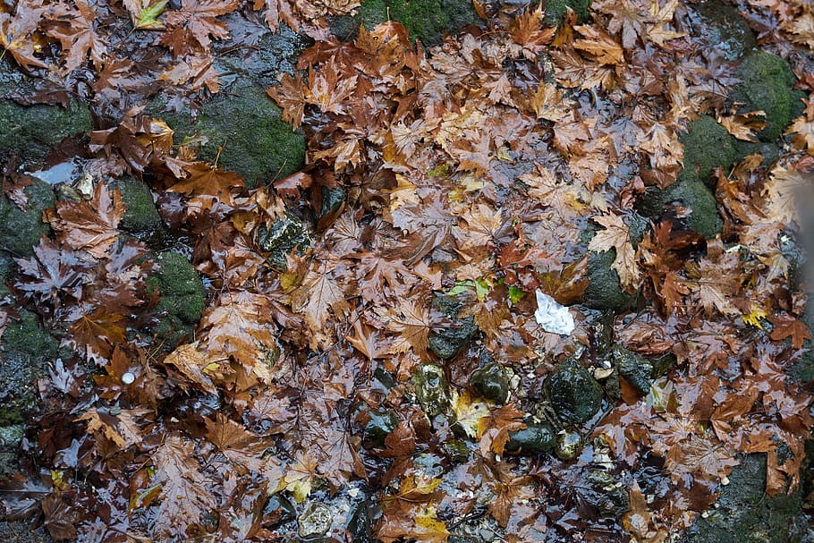 leaves, autumn, terry, tree, forest, yellow, dry, wet, rainy HD wallpaper
