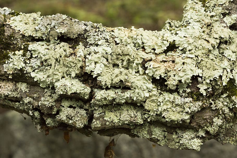 lichen, tree, fungus, forest, mushroom, growth, plant, day HD wallpaper