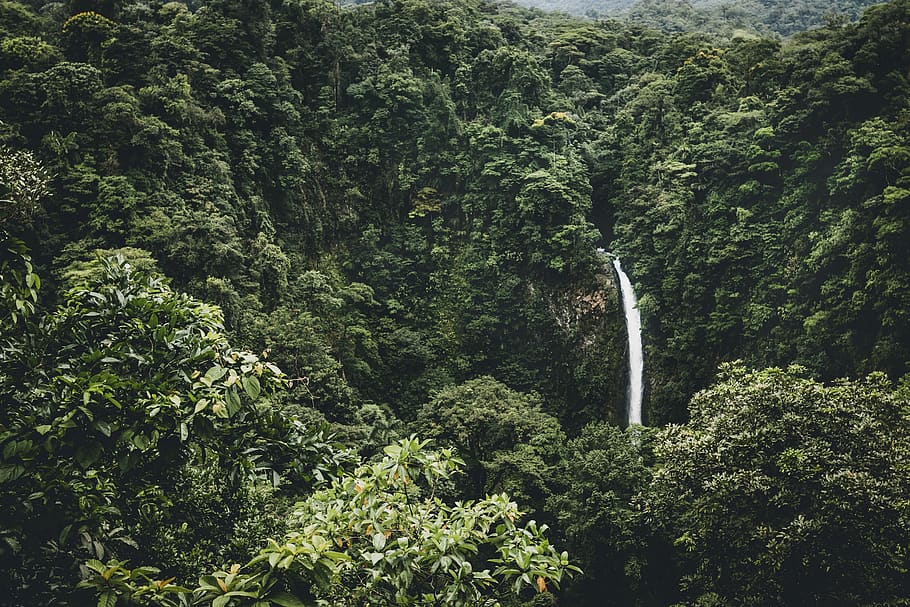 forest, nature, plants, green, trees, waterfalls, outdoor, beauty in nature HD wallpaper
