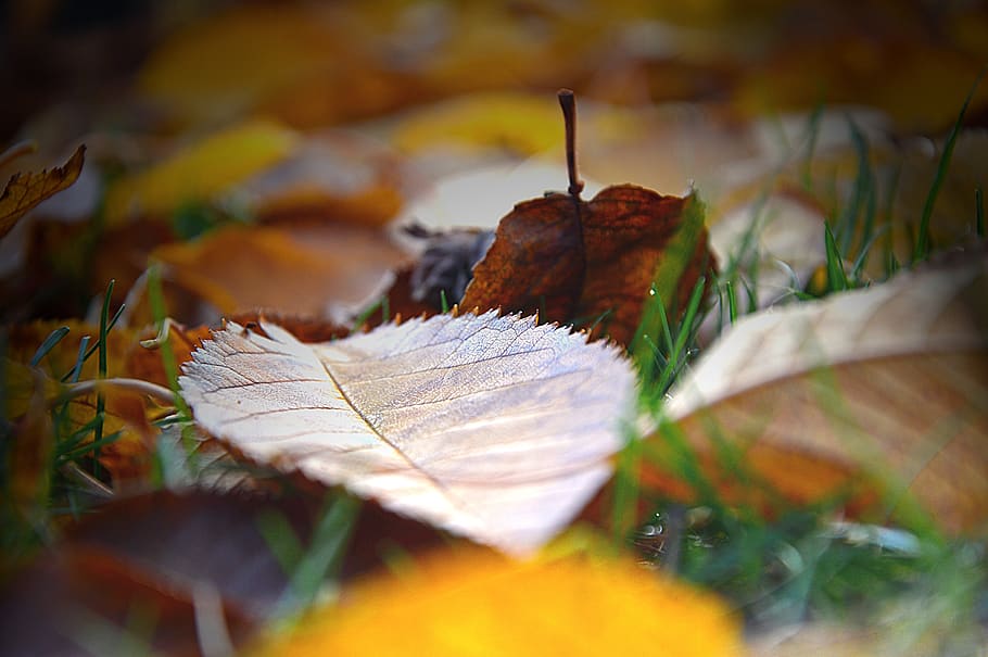 leaves, leaf fall, fall foliage, autumn, fall color, autumn colours HD wallpaper
