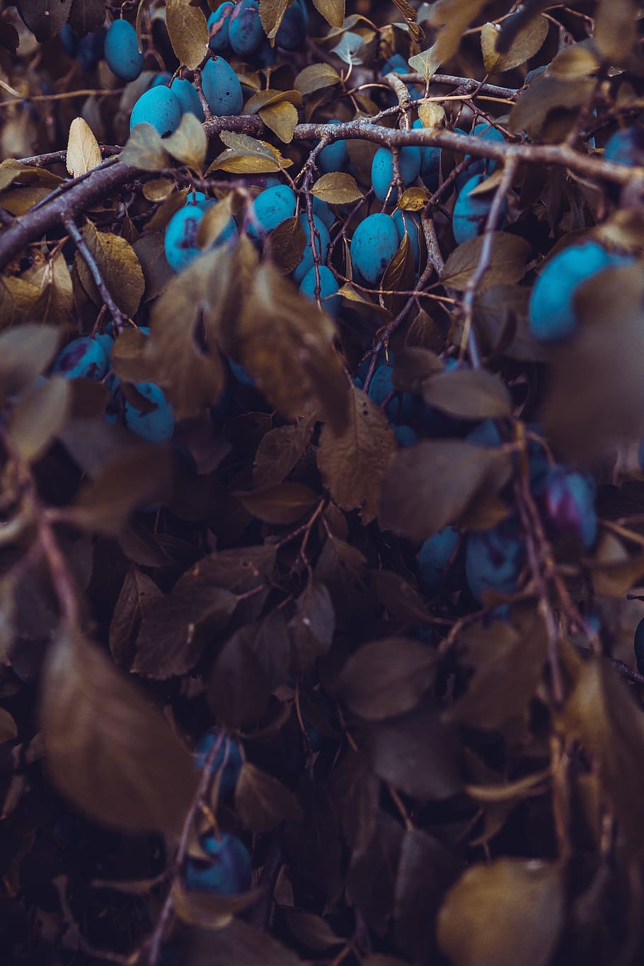dried leaves, berry, tree, leaf, nature, forest, woodland, close up HD wallpaper