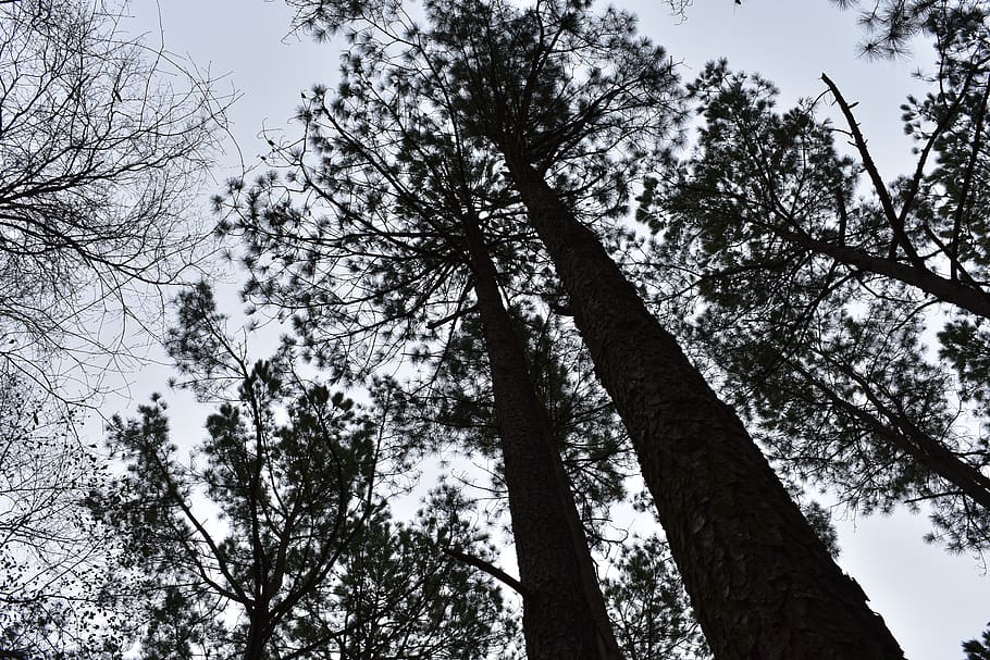 trees, forest, nature, plant, low angle view, trunk, tree trunk HD wallpaper