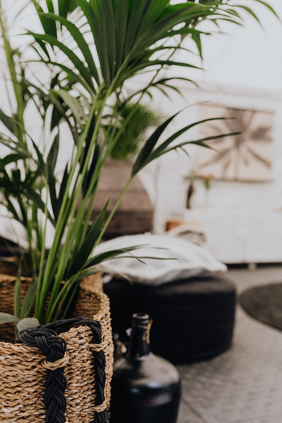 Details of modern interior with green plants, flora, contemporary HD wallpaper