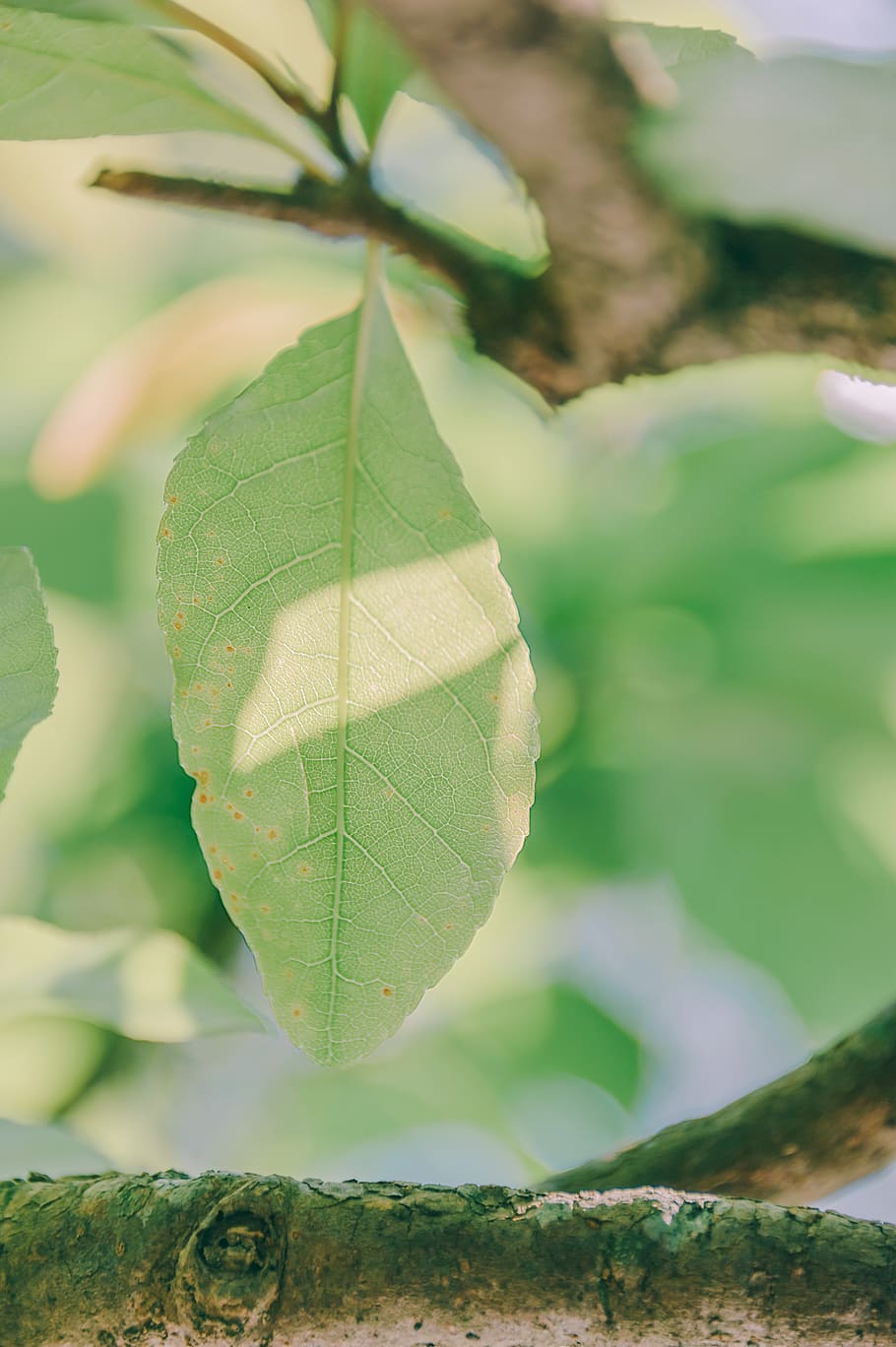 green, natural, leave, trees, environment, leaf, mood, outdoor HD wallpaper