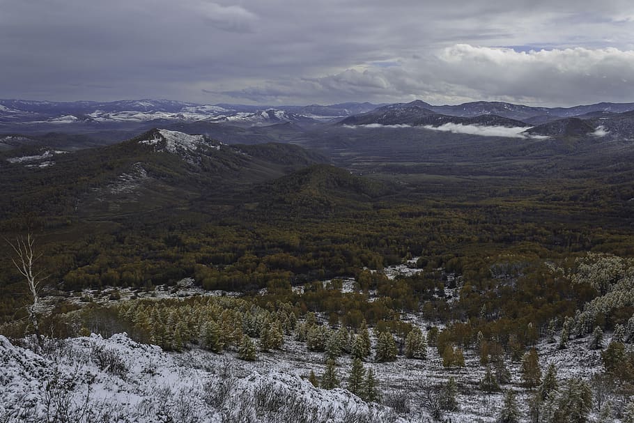 pine, efi, birch, forest, snow, winter, mountains, landscape HD wallpaper