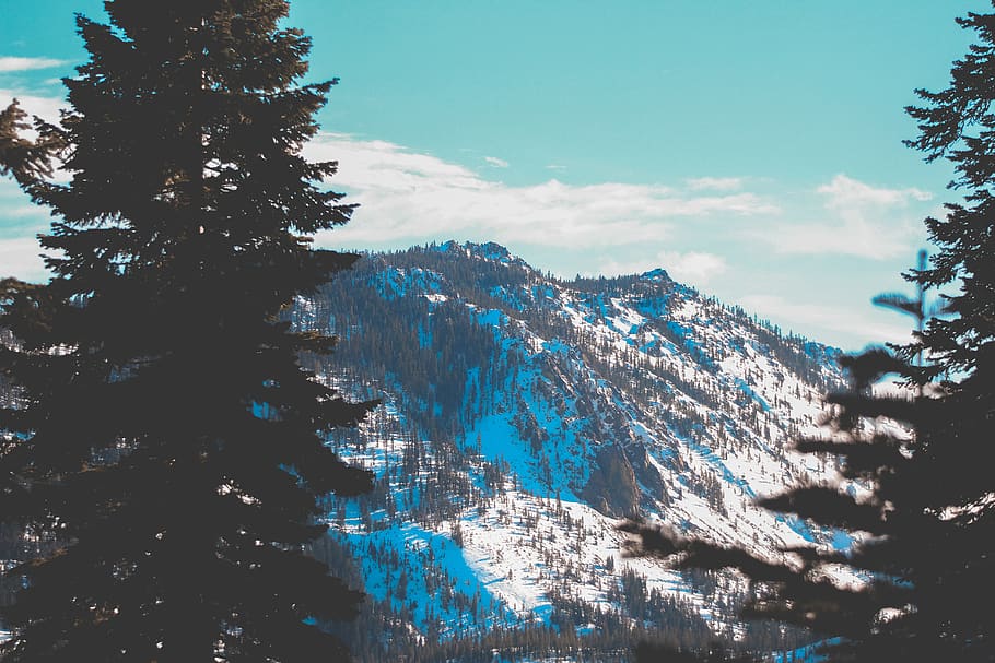 Landscape, mountain, plant, tree, abies, fir, outdoors, nature HD wallpaper