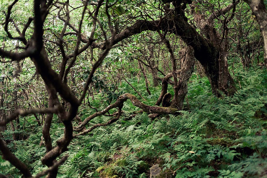 trees, forest, lush, green, hiking trail, nature, nature trail HD wallpaper