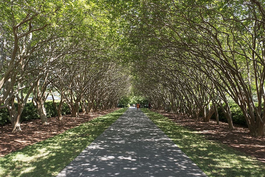 lined, tree, woods, bunch, nature, route, path, pathway, direction HD wallpaper
