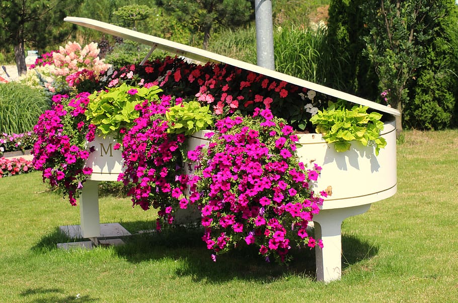 flowers, petunia summer, decoration, piano, flowering, violet, HD wallpaper