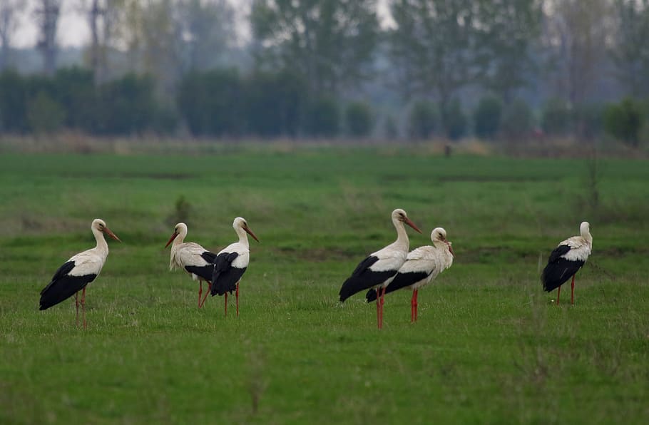 stork, stol, birds, plain, spring, two, white, group of animals HD wallpaper