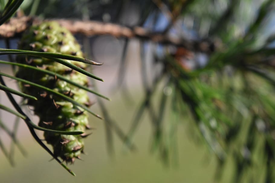 pine, cone, pine cone, plant, growth, green color, focus on foreground HD wallpaper