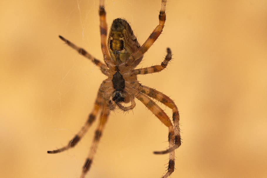 spider, arachnid, close up, macro, web, hairy, floating, garden HD wallpaper