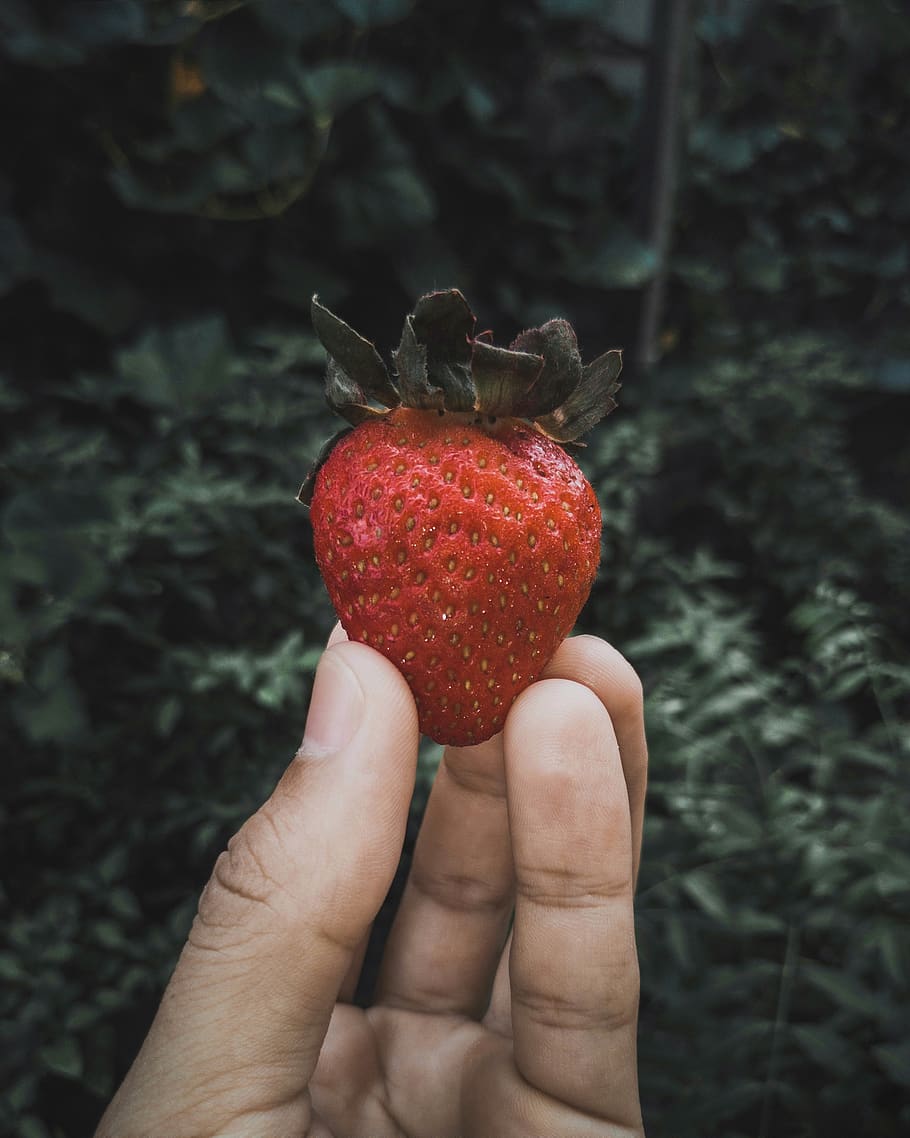 morango, brazil, una, red, fruta, mão, nature, human hand, HD wallpaper