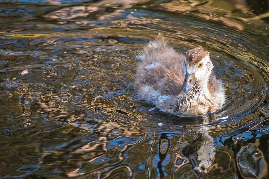 nilgans, chicks, goose, watch, swim, drive, young animal, bird HD wallpaper