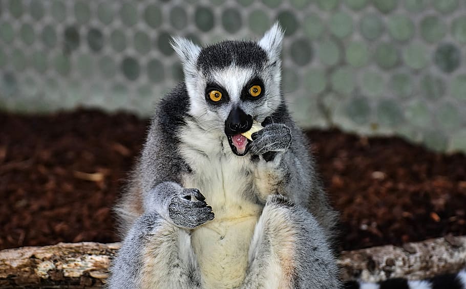 monkey, lemur, cute, eat, zoo, äffchen, sweet, animal, animal world HD wallpaper