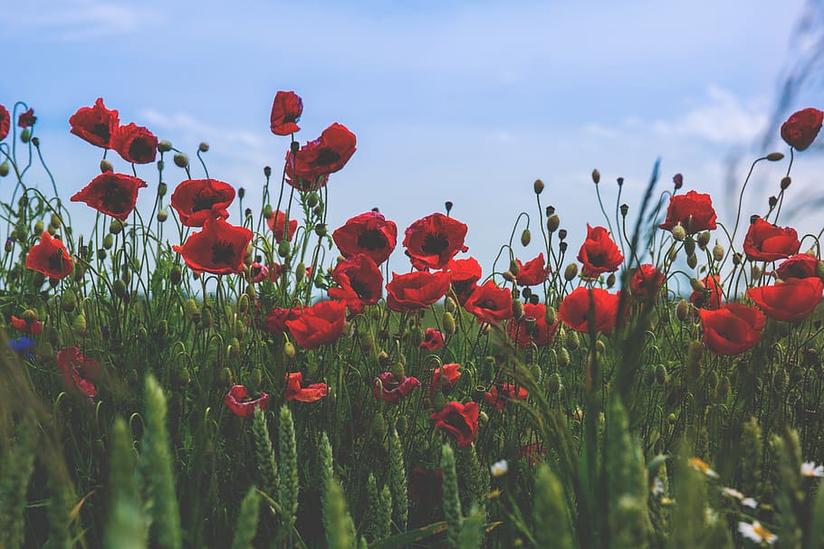 Red and Black Flower on Green Grass Under Blue Clear Sky during Daytime HD wallpaper