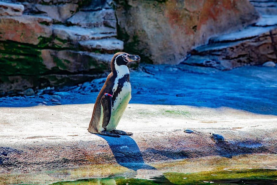 black and white penguin, animal, bird, zoo, water, lake, pond HD wallpaper