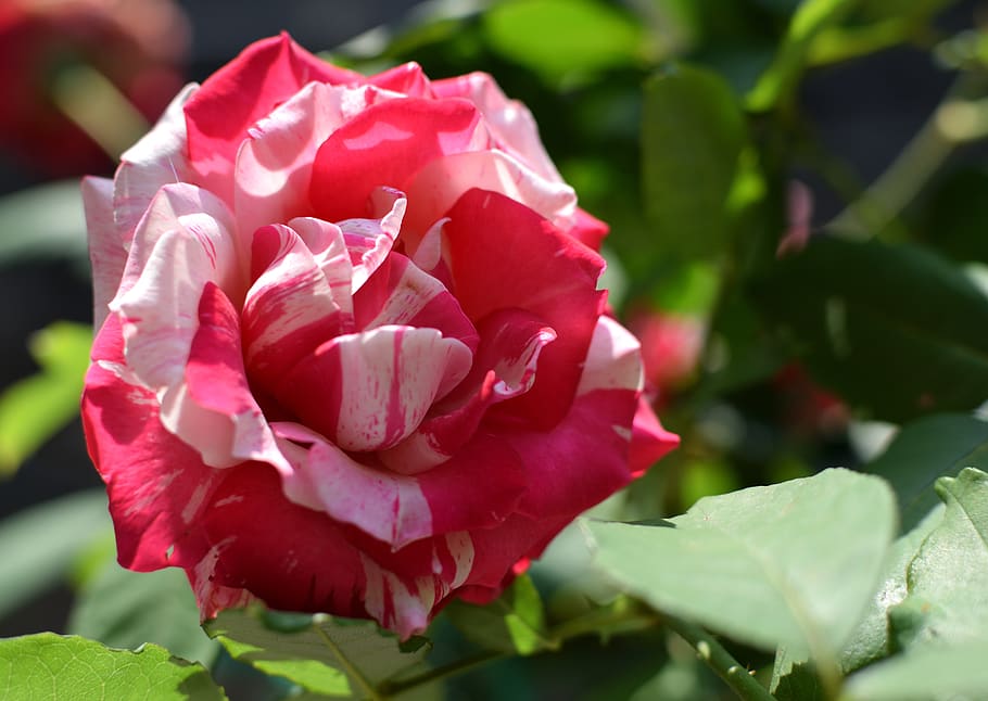 roses, garden, flower, spring, flowering plant, beauty in nature HD wallpaper