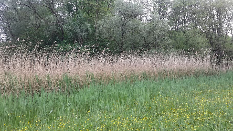 field, nature, plant, tree, growth, grass, land, beauty in nature HD wallpaper