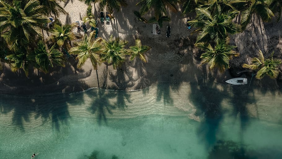 boat on shore under coconut tree, water, palm tree, tropical climate HD wallpaper