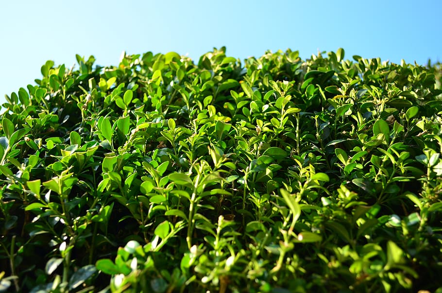 boxwood, foliage, evergreen, green color, plant part, leaf, HD wallpaper