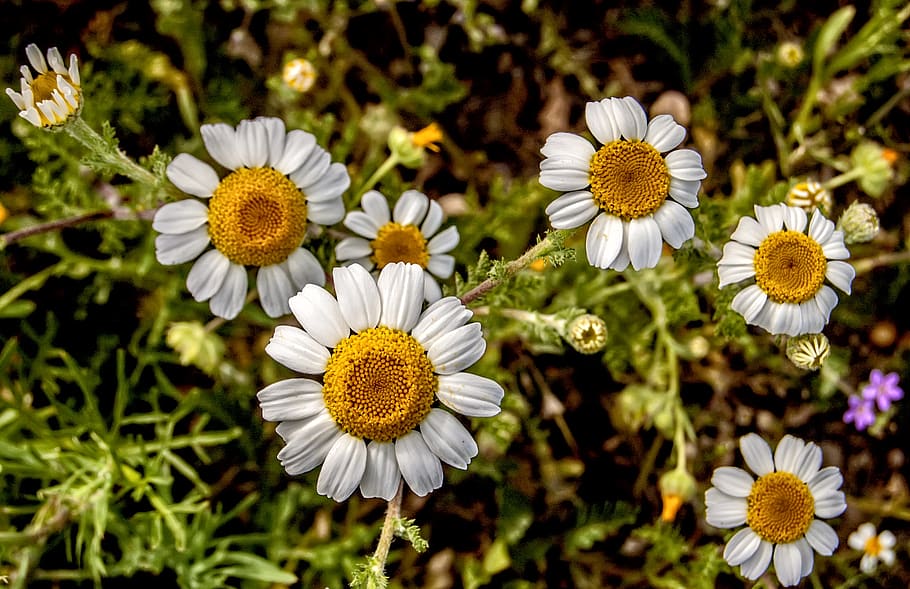 spain, plants, flowers, daisy, nature, spring, macro, wild HD wallpaper