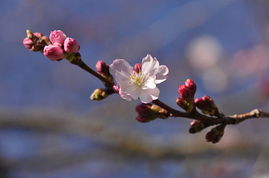 prunus, blossom, tree, pink, bloom, branch, vegetable, flowers HD wallpaper
