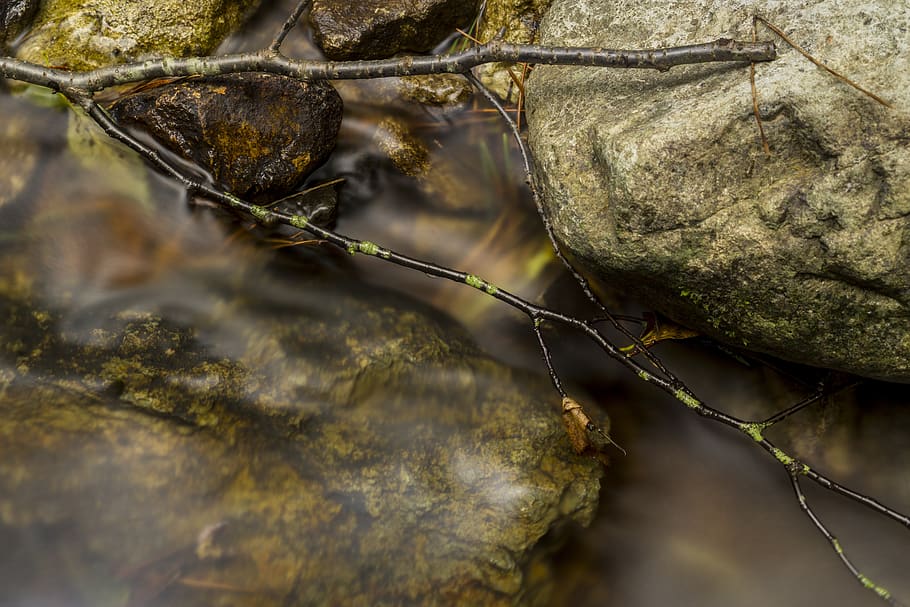twig, nature, stream, rock, close-up, plant, day, rock - object HD wallpaper