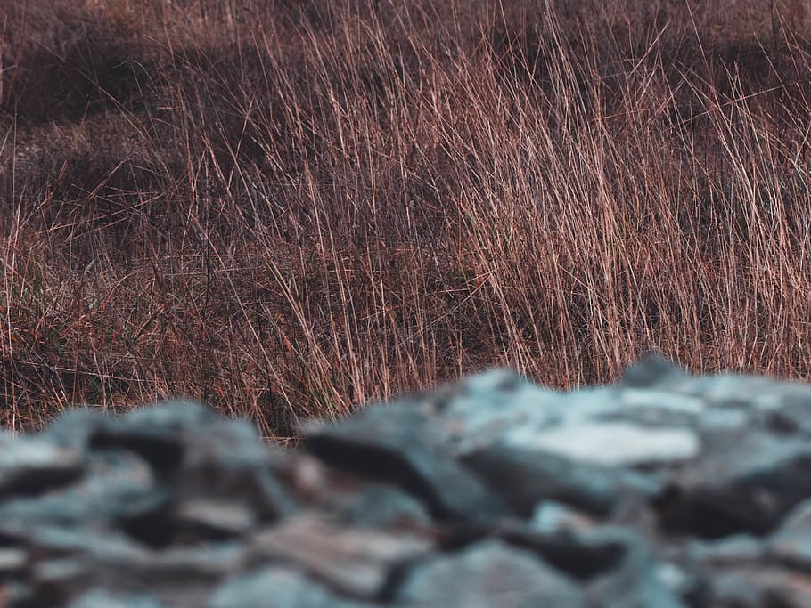 croatia, orange, wall, grass, teal, windy, focus, no people HD wallpaper