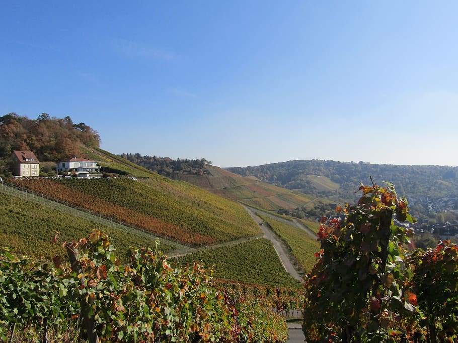 vineyard, landscape, panorama, fields, loza, plant, sky, beauty in nature HD wallpaper