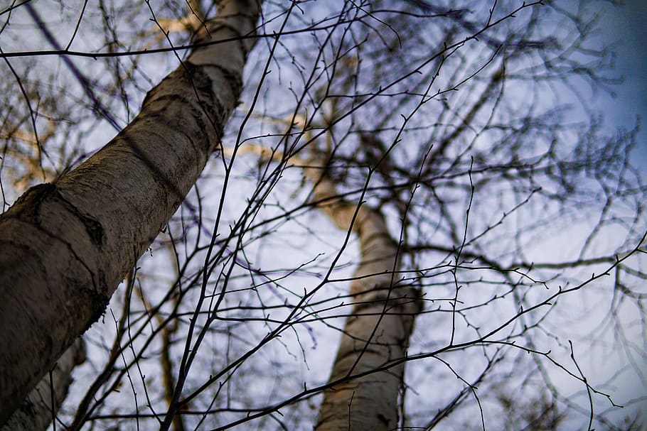 plant, tree, tree trunk, animal, bird, birch, accipiter, moon HD wallpaper