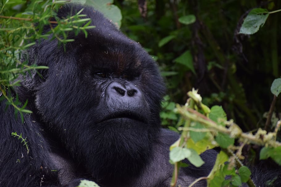 silverback, rwanda, mountain gorilla, africa, travel, nature, HD wallpaper