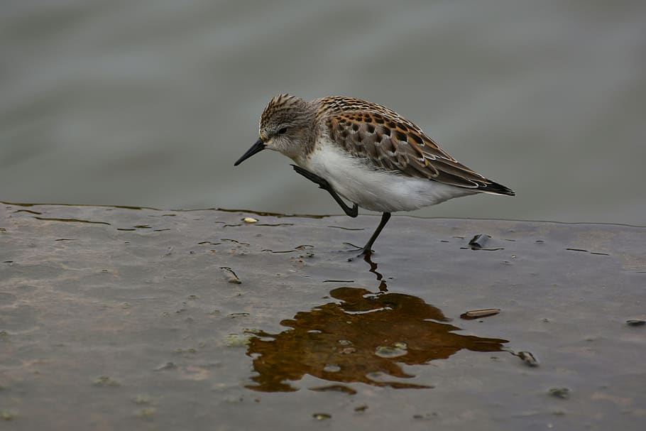 animal, river, waterside, bird, wild birds, 旅鳥, the department of, HD wallpaper