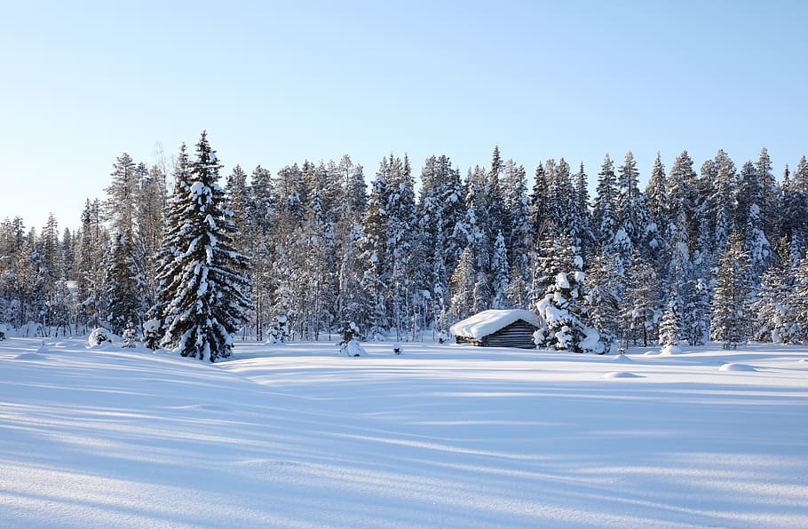 winter, lapland, barn, snow, nature, tree, cold temperature HD wallpaper
