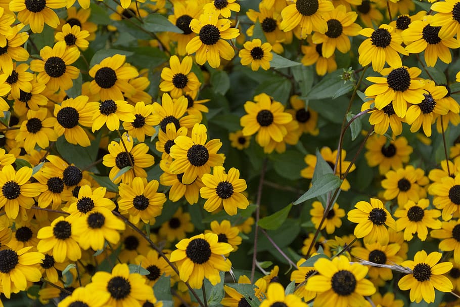 yellow, garden, bloom, summer, flowers, flowering plant, freshness HD wallpaper