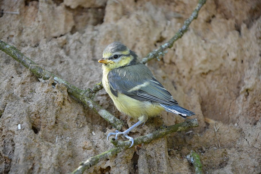 chick, bird, blue tit, bird nice, feathers, animal, animal wildlife HD wallpaper