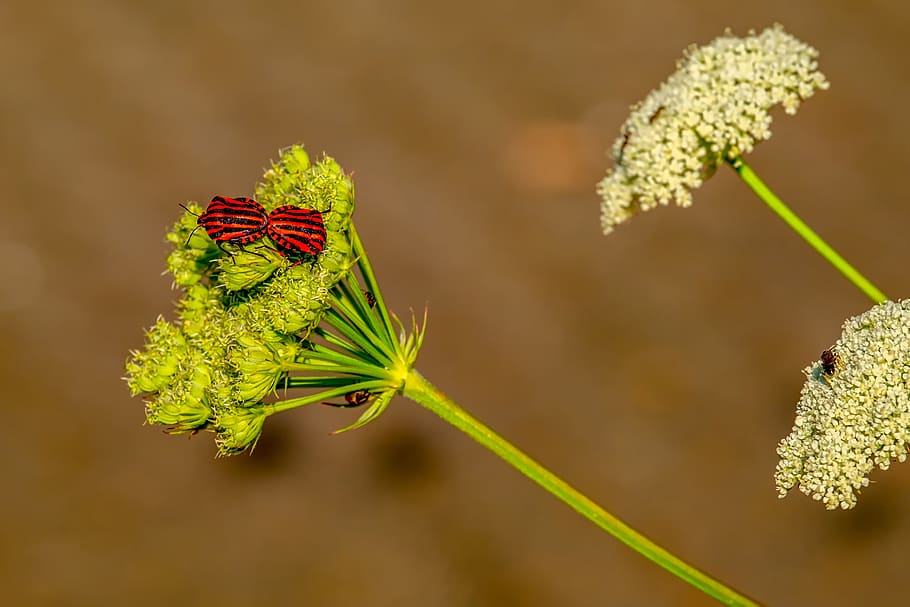 bugs, stripes bugs, pairing, insect, red black, striped, animal HD wallpaper