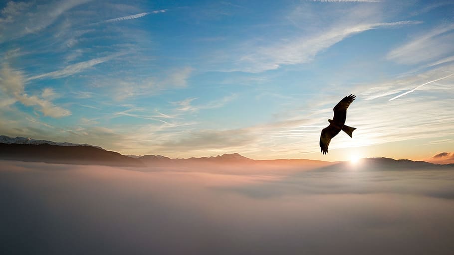 Silhouette of Bird Above Clouds, backlit, dawn, daylight, dessert HD wallpaper