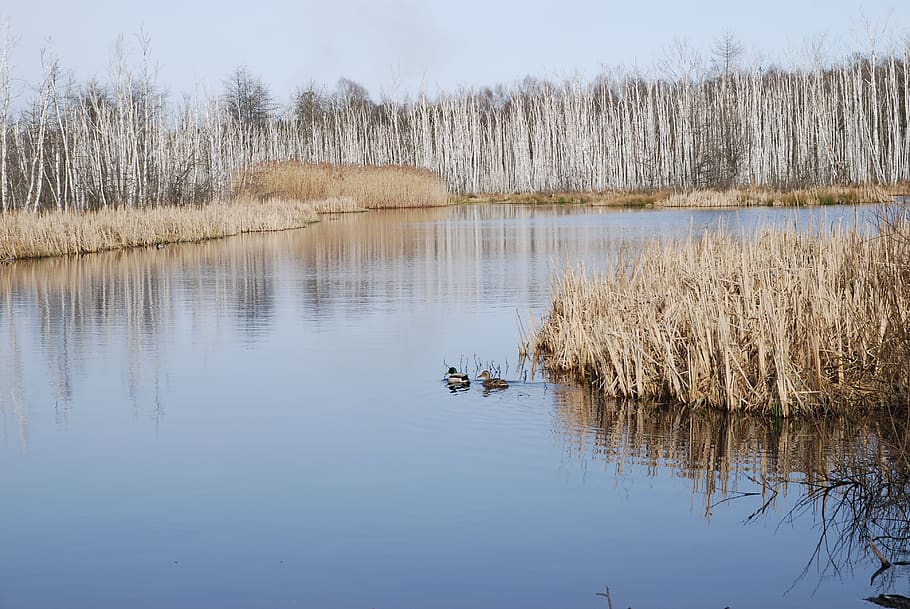 pond, water, ducks, reflection, animals, birds, reserve, lake HD wallpaper
