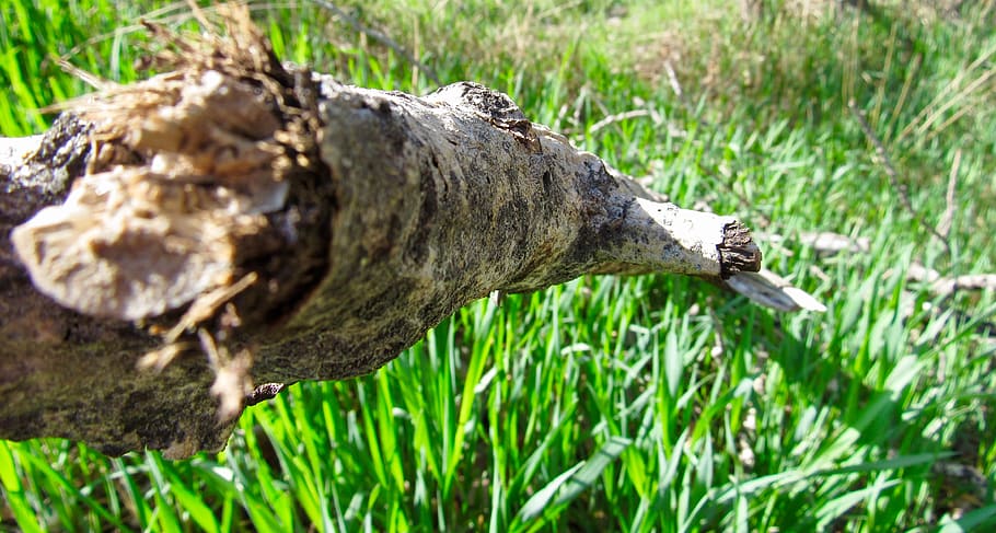 log, wood, grass, green, brown, nature, outdoors, plant, green color HD wallpaper