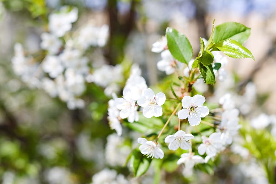 flower, con2011, nature, plant, flowering plant, freshness HD wallpaper