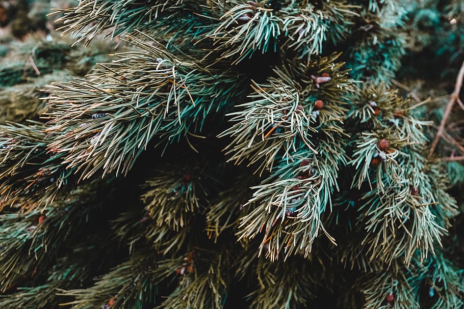 tree, plant, pine, conifer, fir, abies, nature, wood, texture HD wallpaper