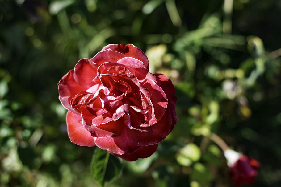 rose, red, flower, love, nature, perfume, supplies, plant, beauty in nature HD wallpaper