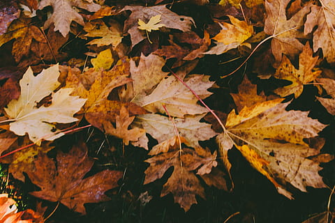 dried maple leaves, plant, maple leaf, flora, canada, english bay HD wallpaper