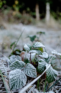 frost, berries, leaves, winter, ice, nature, snow, bush, plant HD wallpaper